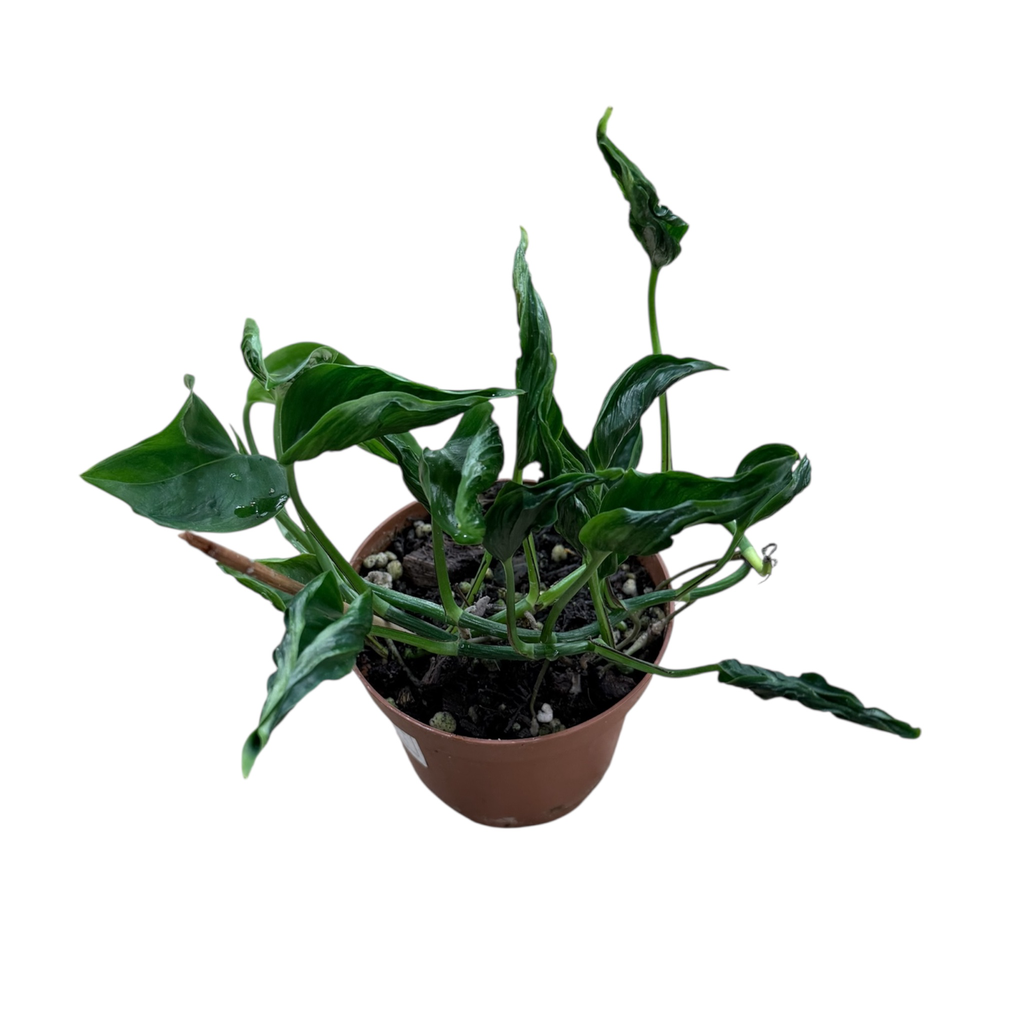 Epipremnum shangri la