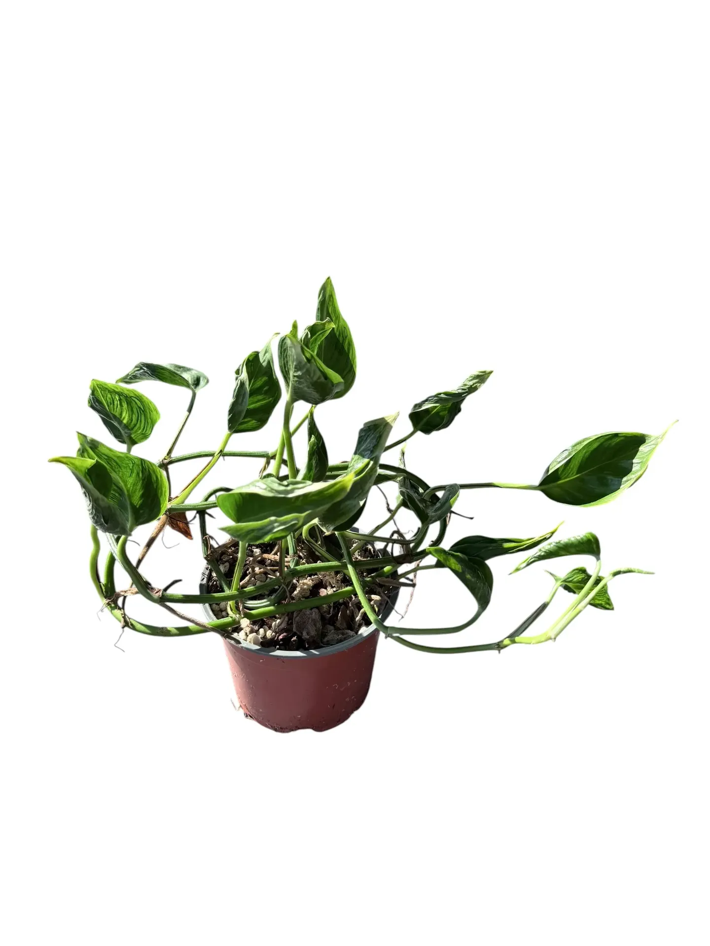 Epipremnum pinnatum 'Shangri La' — Pot Ø 12 cm