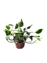 Epipremnum pinnatum 'Shangri La' — Pot Ø 12 cm