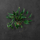 Epipremnum shangri la