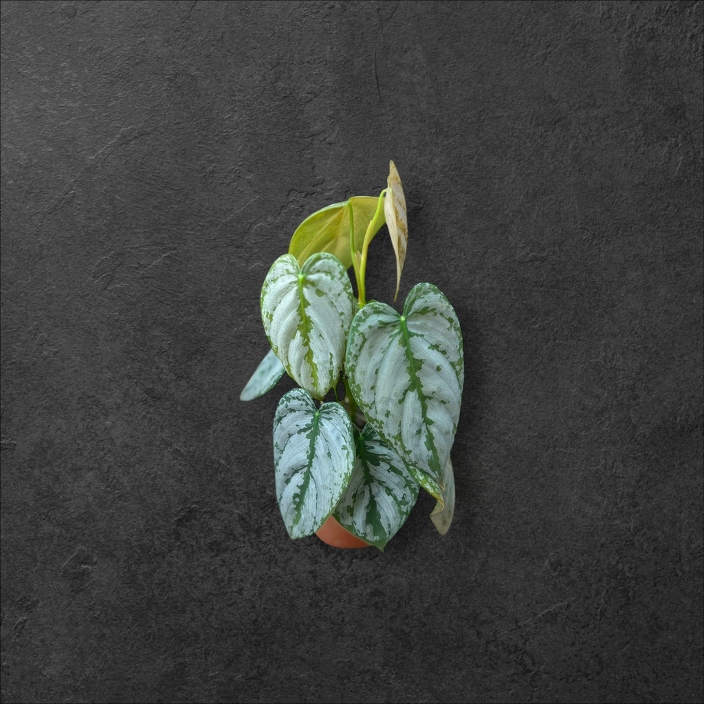 Philodendron Brandtianum 