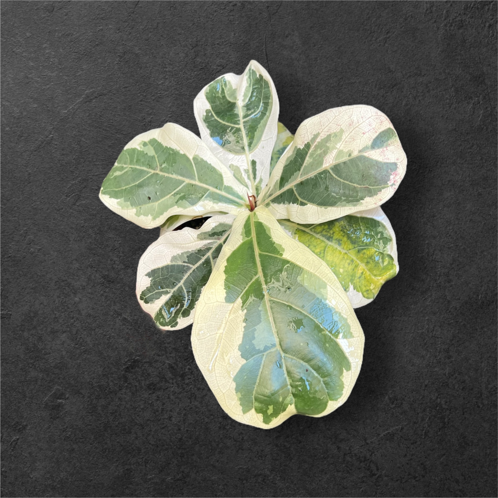 Ficus Lyrata Variegata 
