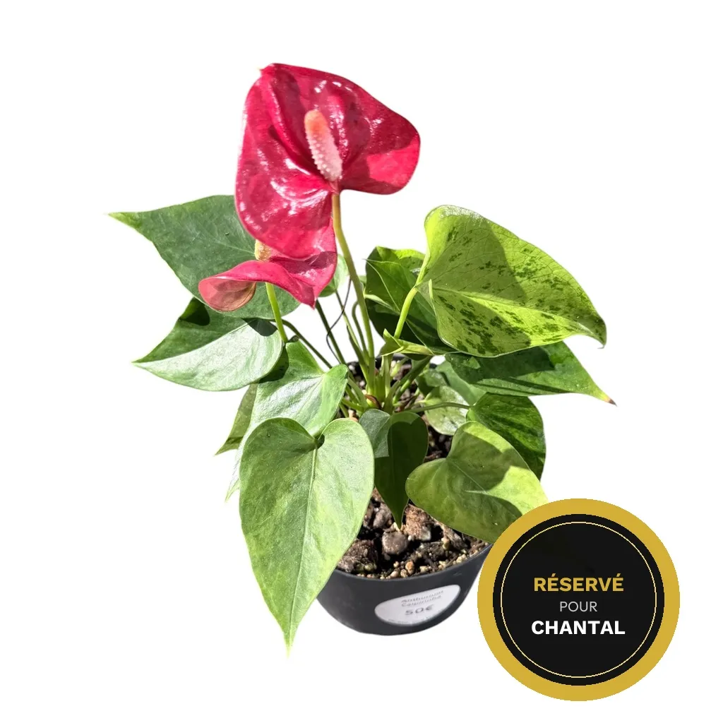 Anthurium « Caipirinha »