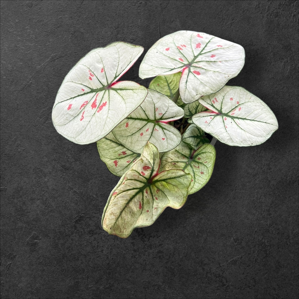 Caladium SP 
