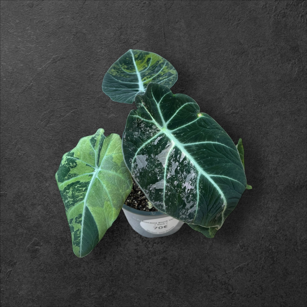 Alocasia Black Velvet Aurea Pink Var 