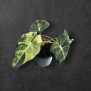 Alocasia Black Velvet Aurea 