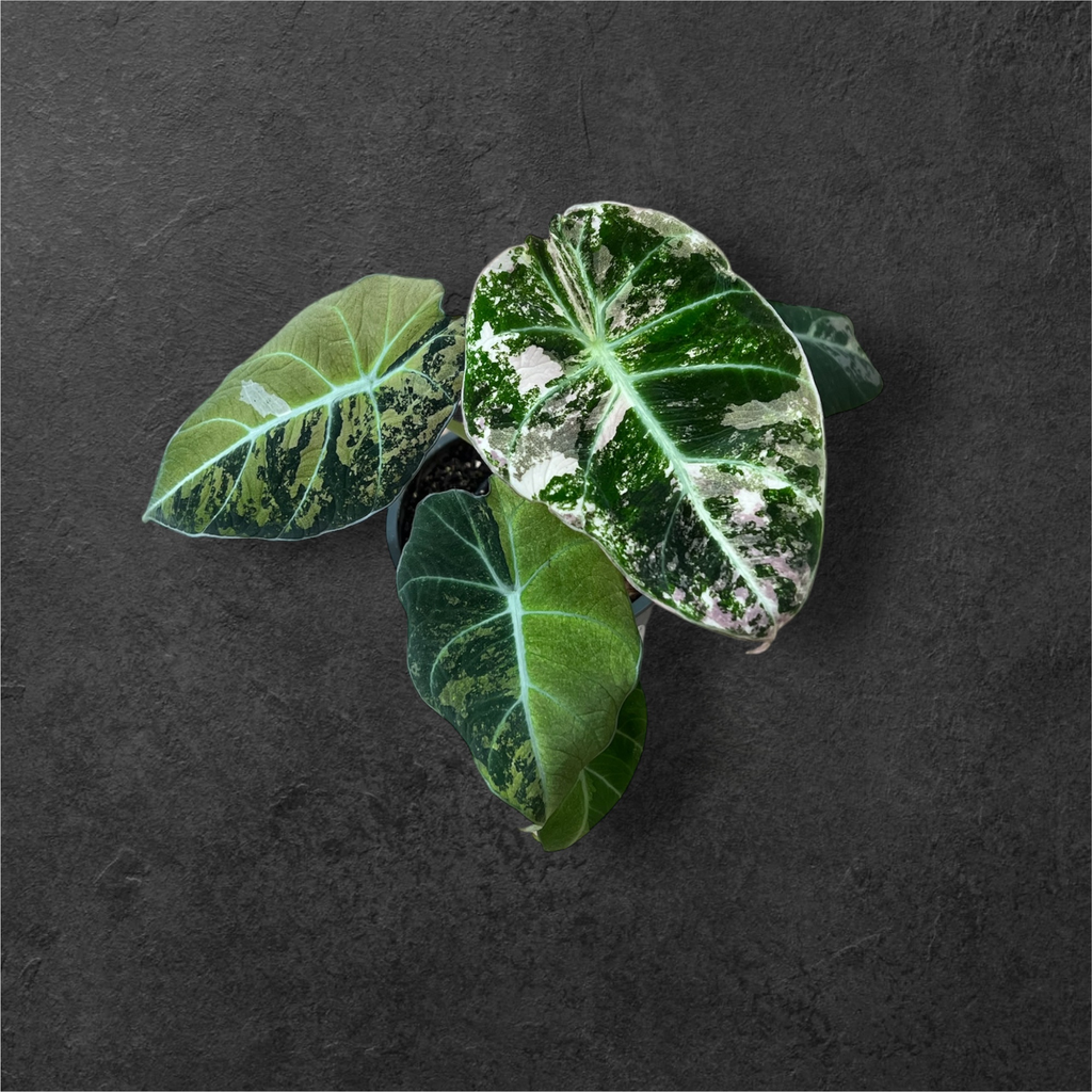 Alocasia Black Velvet Pink Var 