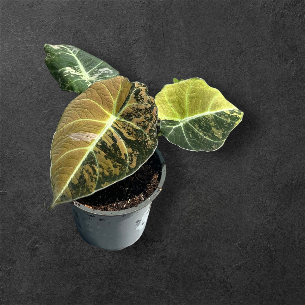 Alocasia Black Velvet Pink Var 