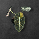 Alocasia Black Velvet Aurea 