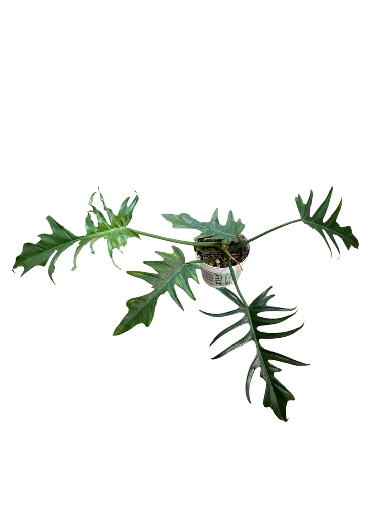 Philodendron Florida X Tortum