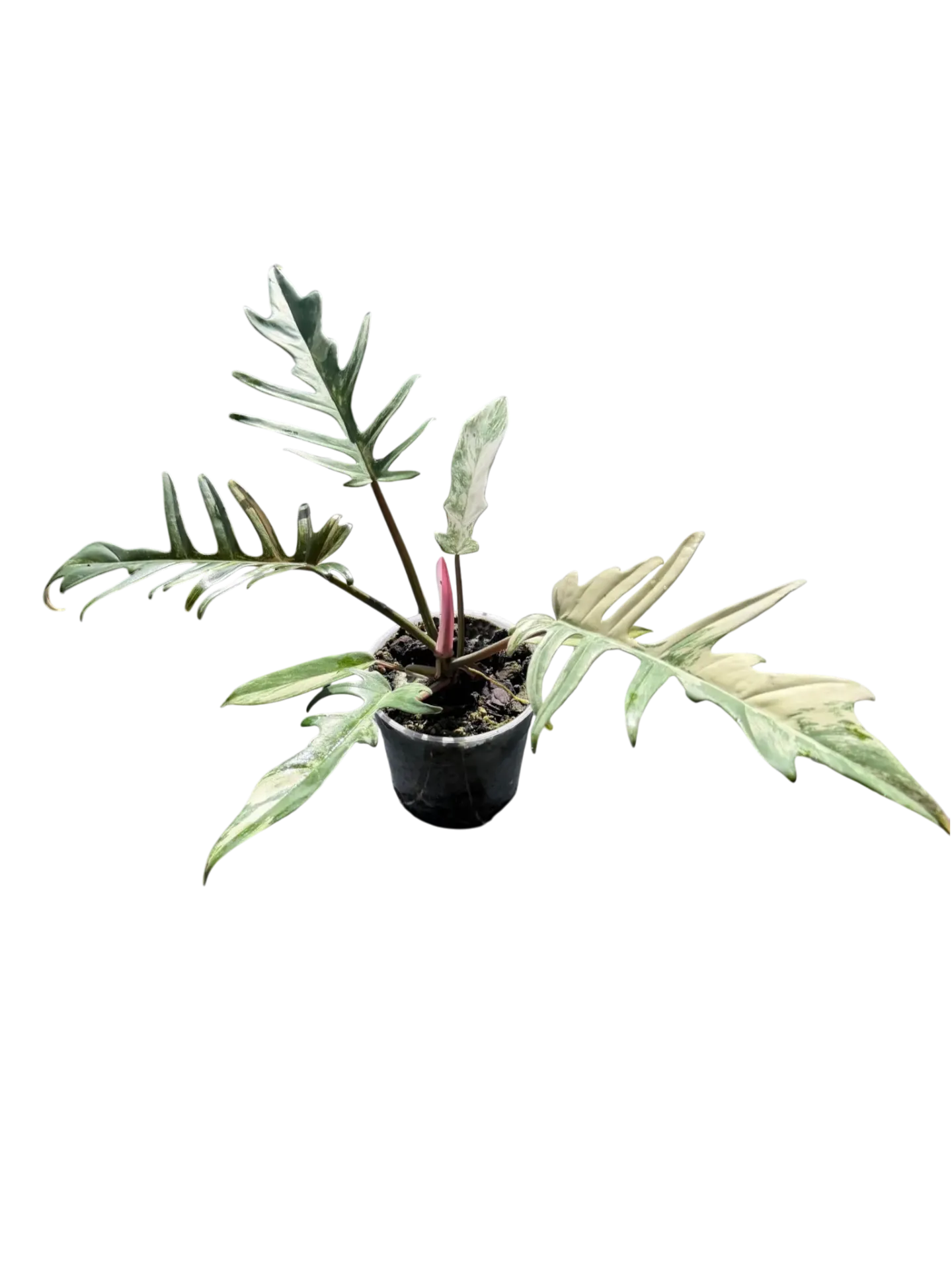 Philodendron 'Florida Beauty × Tortum' — Pot Ø 10 cm