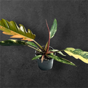 Philodendron Caramel Marble 