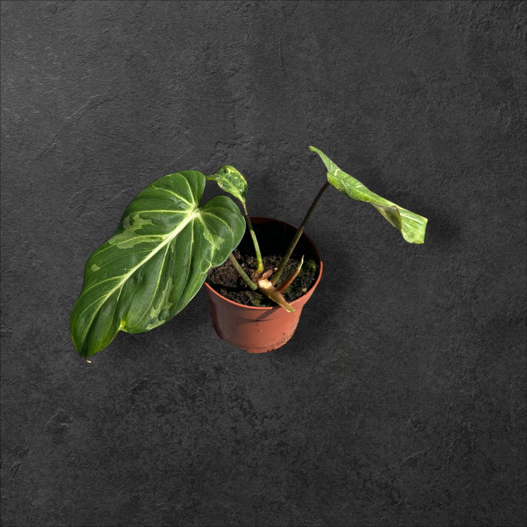 Philodendron Gloriosum Snow Léopard 