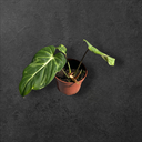 Philodendron Gloriosum Snow Léopard 