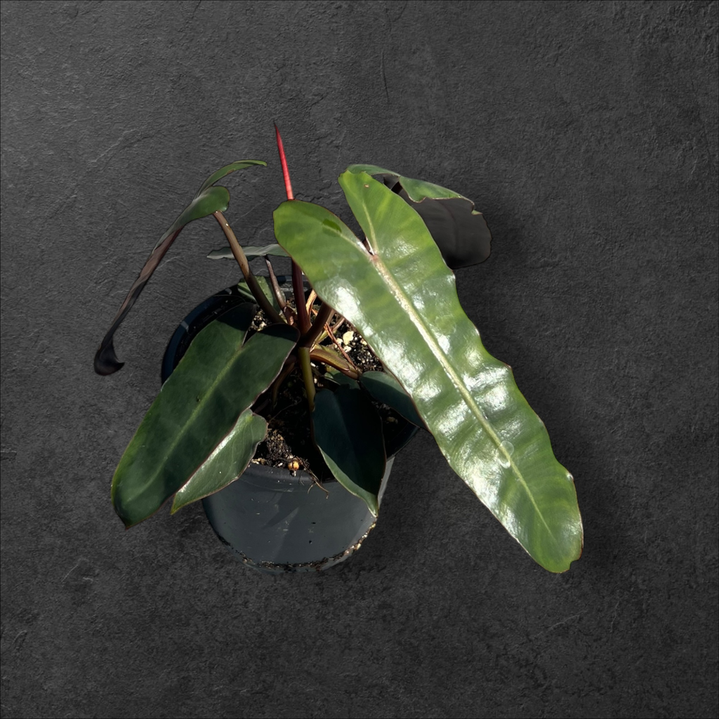 Philodendron Billietiae x Atabapoense