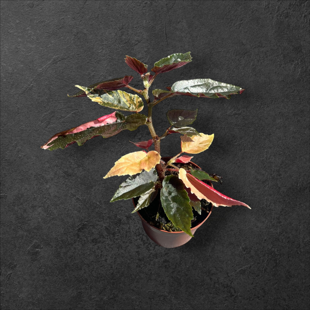 Bégonia Ginny Galaxy Variegata 