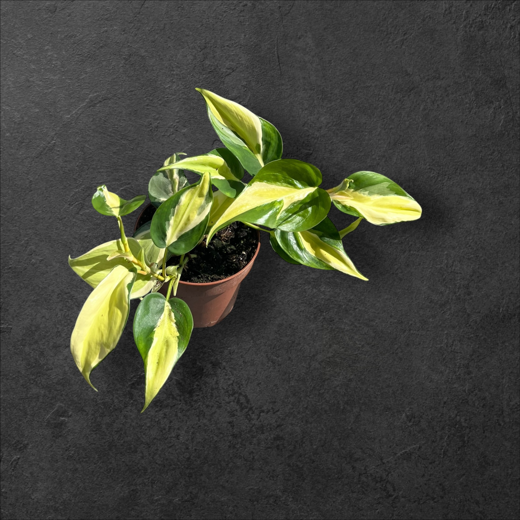 Philodendron Cream Splash