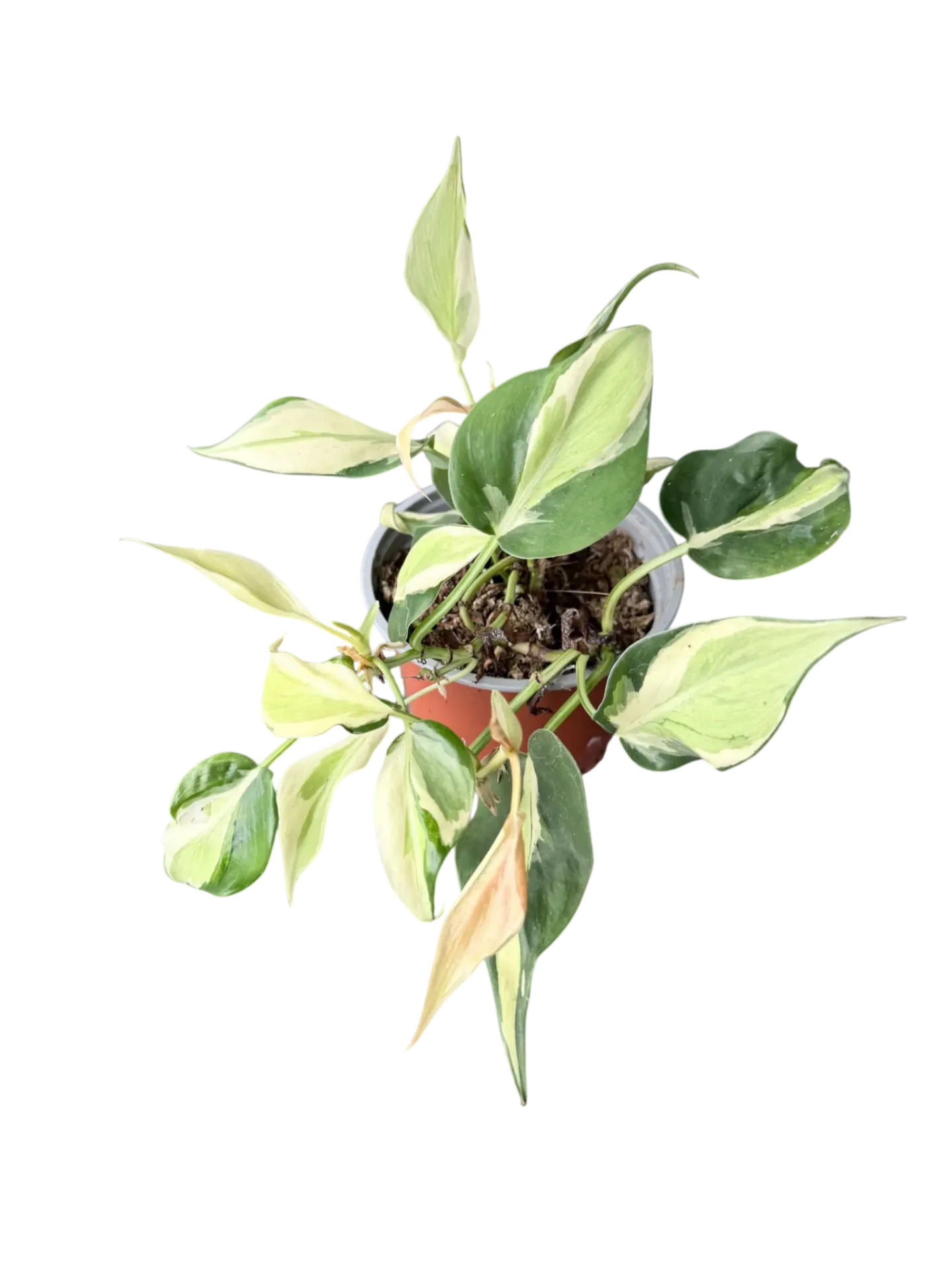 Philodendron hederaceum 'Cream Splash' — Pot Ø 12 cm