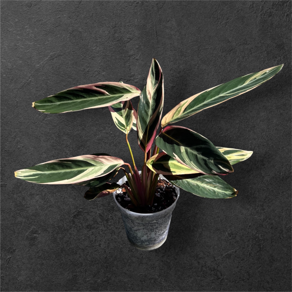 Calathea Stromanthe « Triostar »