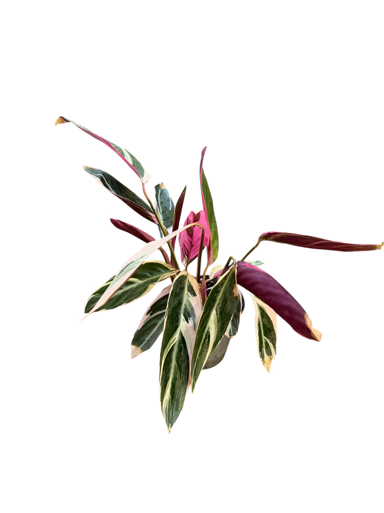 Calathea Stromanthe « Triostar »