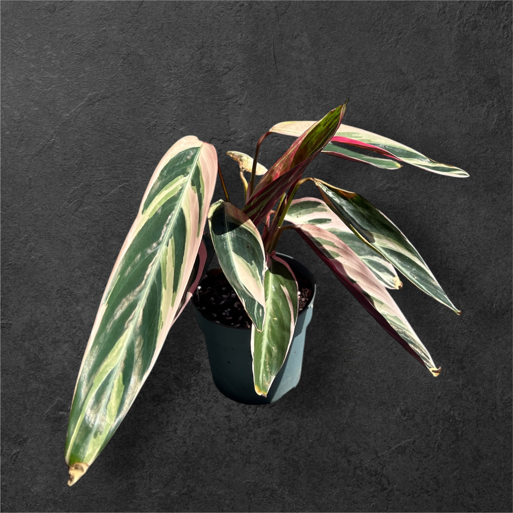 Calathea Stromanthe « Triostar »