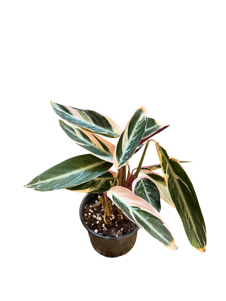 Calathea Stromanthe « Triostar »