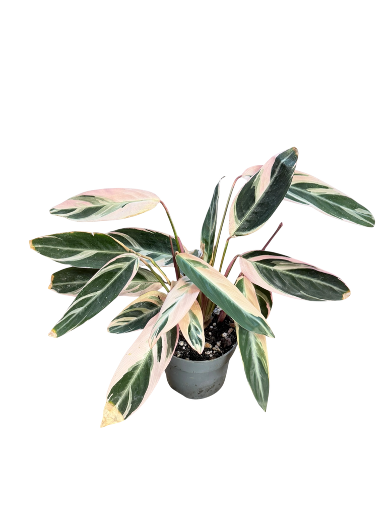 Calathea Stromanthe « Triostar »