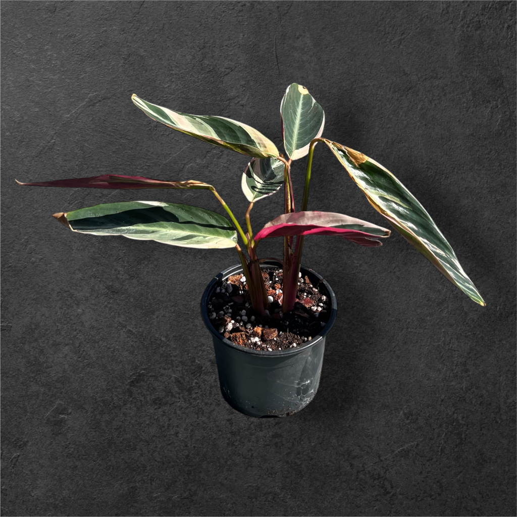 Calathea Stromanthe « Triostar »