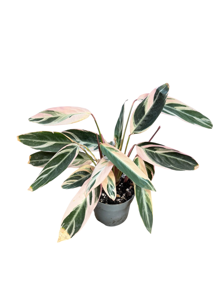 Calathea Stromanthe « Triostar »
