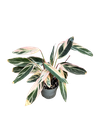 Calathea Stromanthe « Triostar »