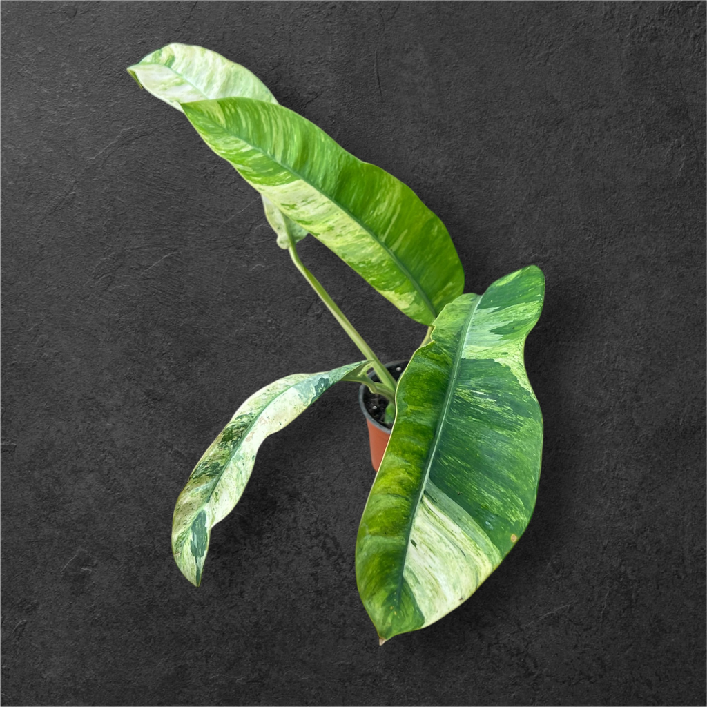 Epipremnum Giganteum Variegata 