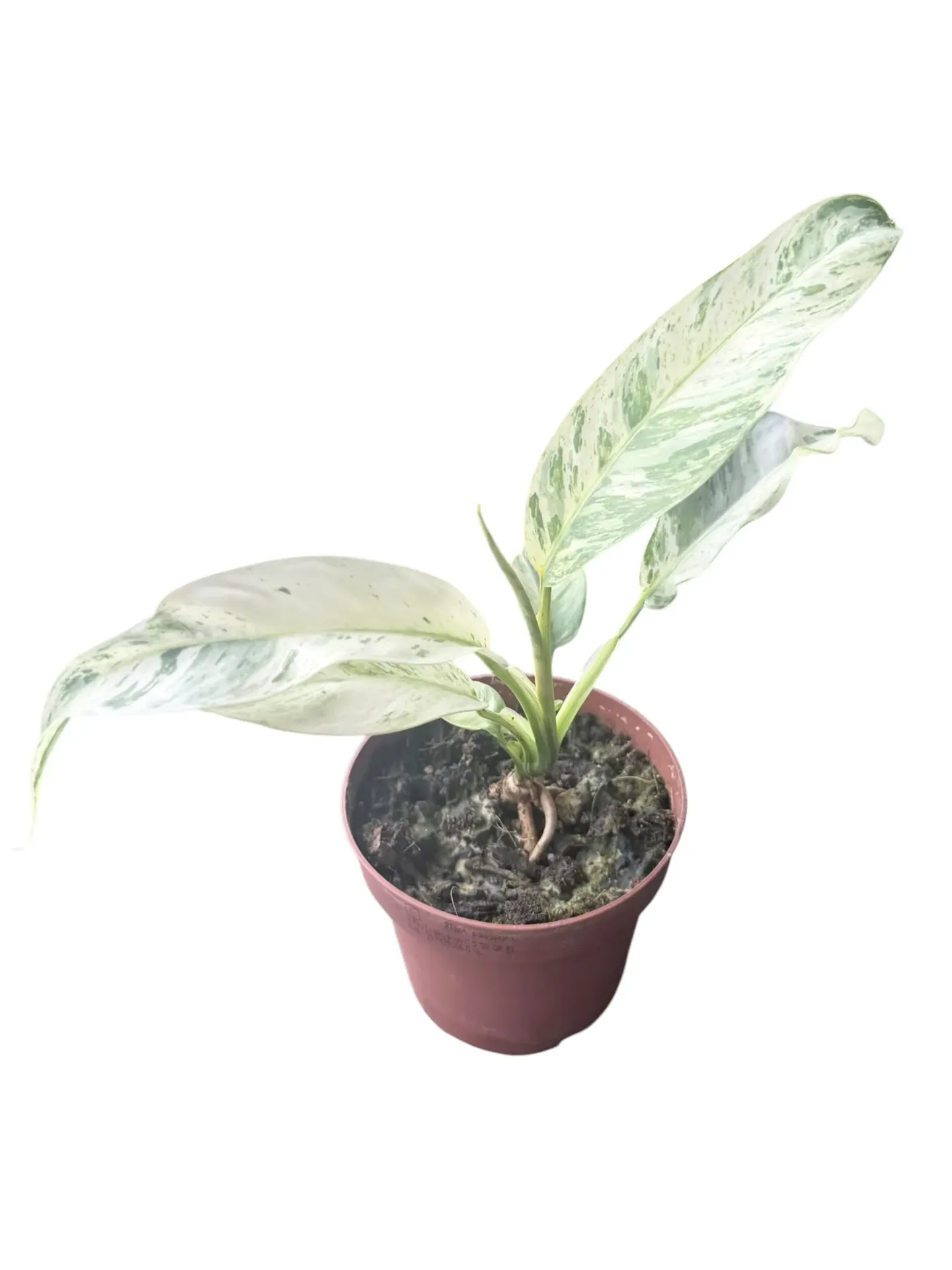 Epipremnum giganteum variegata — Pot Ø 10 cm