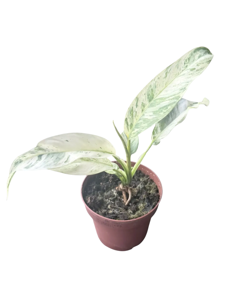 Epipremnum giganteum variegata — Pot Ø 10 cm