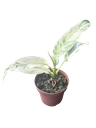 Epipremnum giganteum variegata — Pot Ø 10 cm