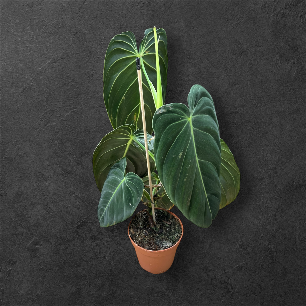 Philodendron Melanochrysum (H:50cm)
