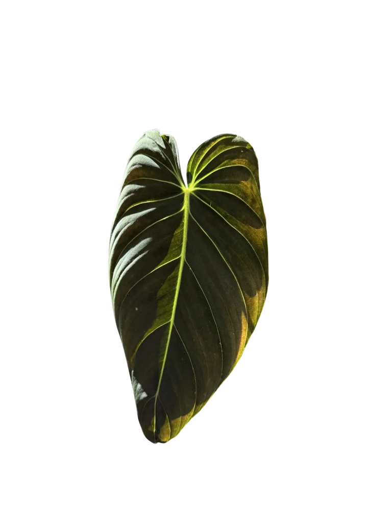 Philodendron Melanochrysum