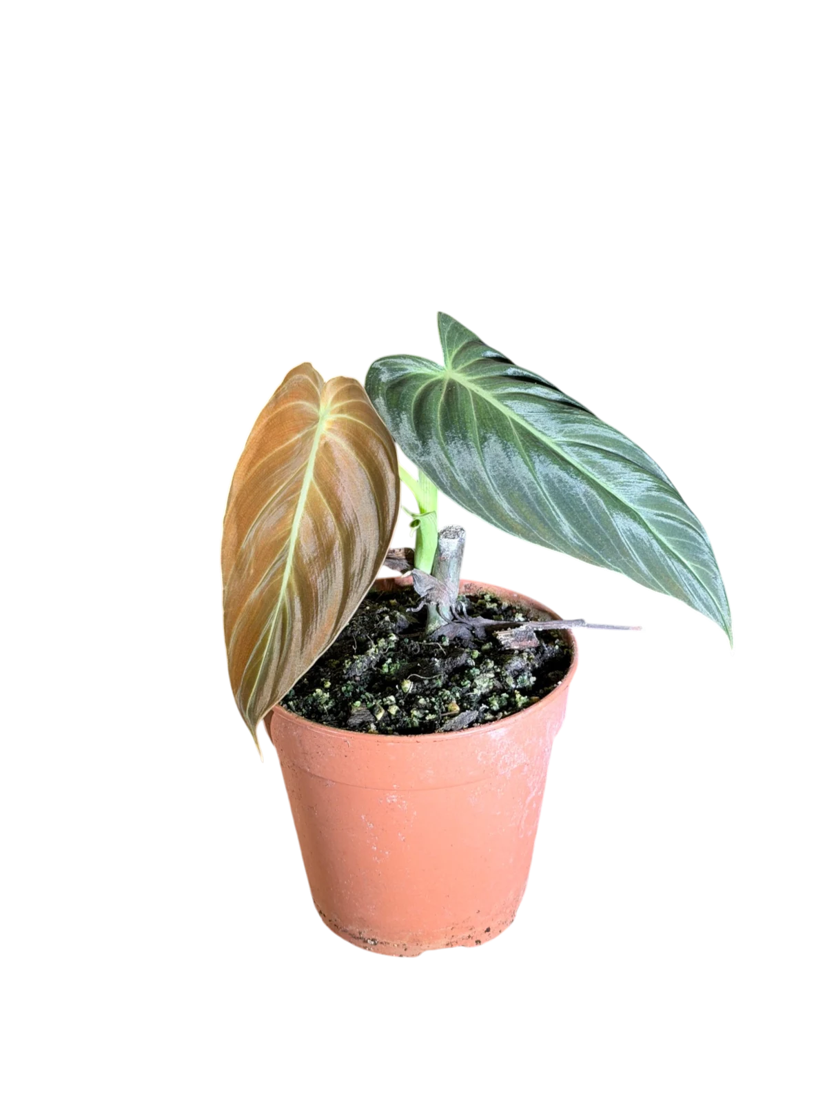 Philodendron Melanochrysum