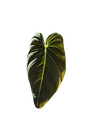 Philodendron Melanochrysum