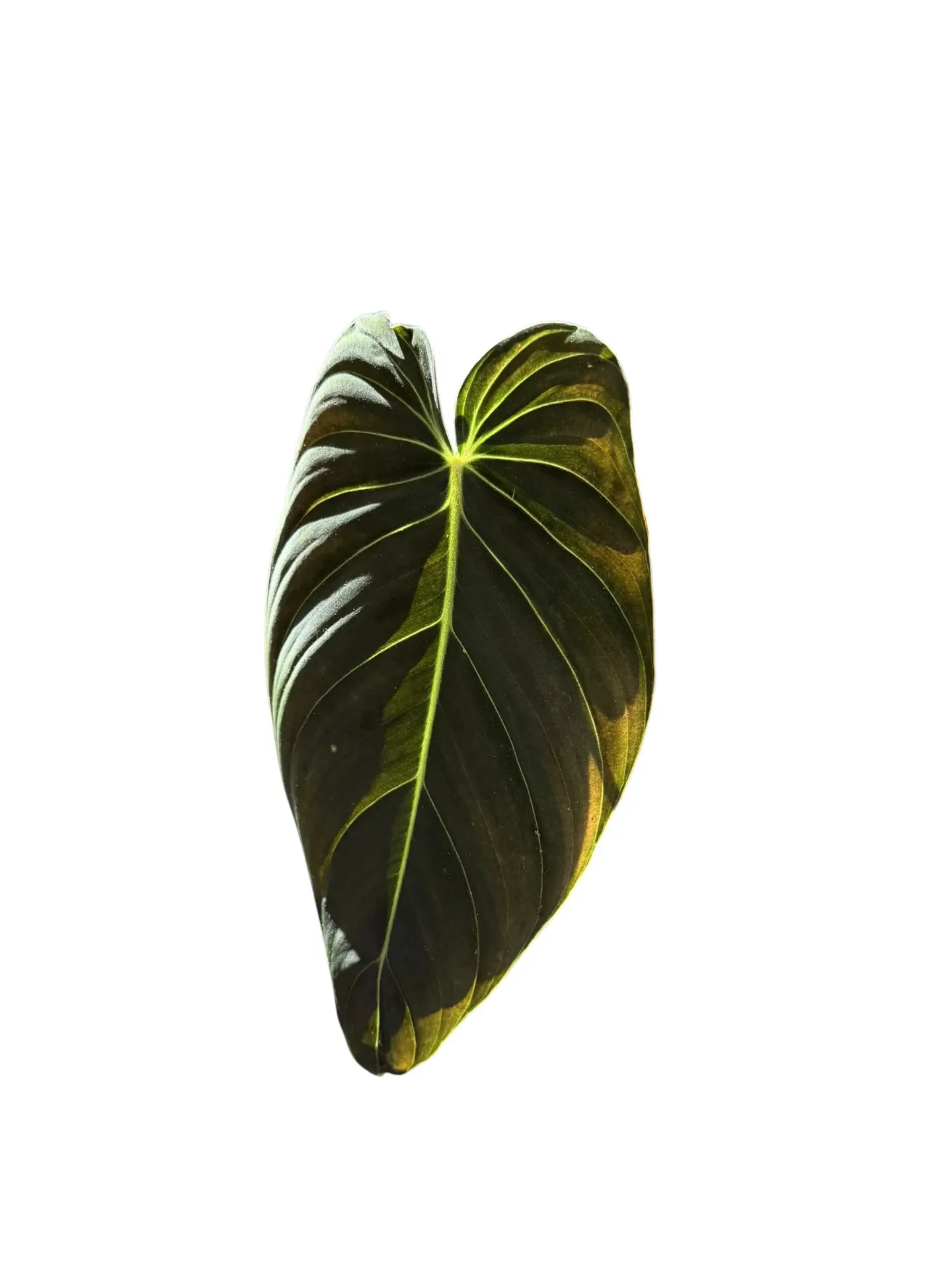 Philodendron Melanochrysum