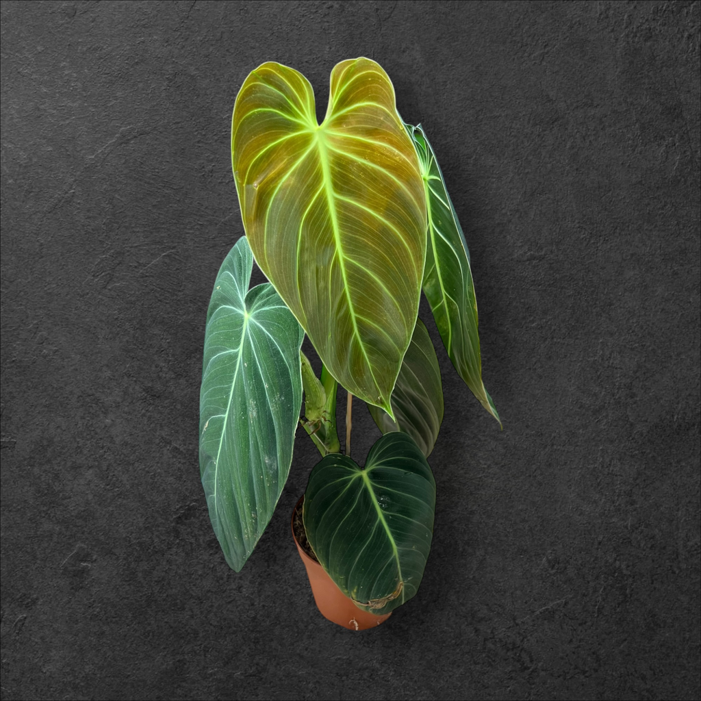 Philodendron Melanochrysum (H:50cm)