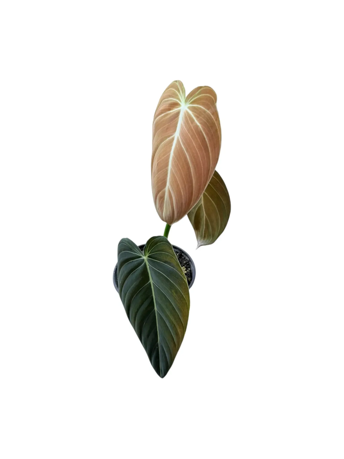 Philodendron Melanochrysum