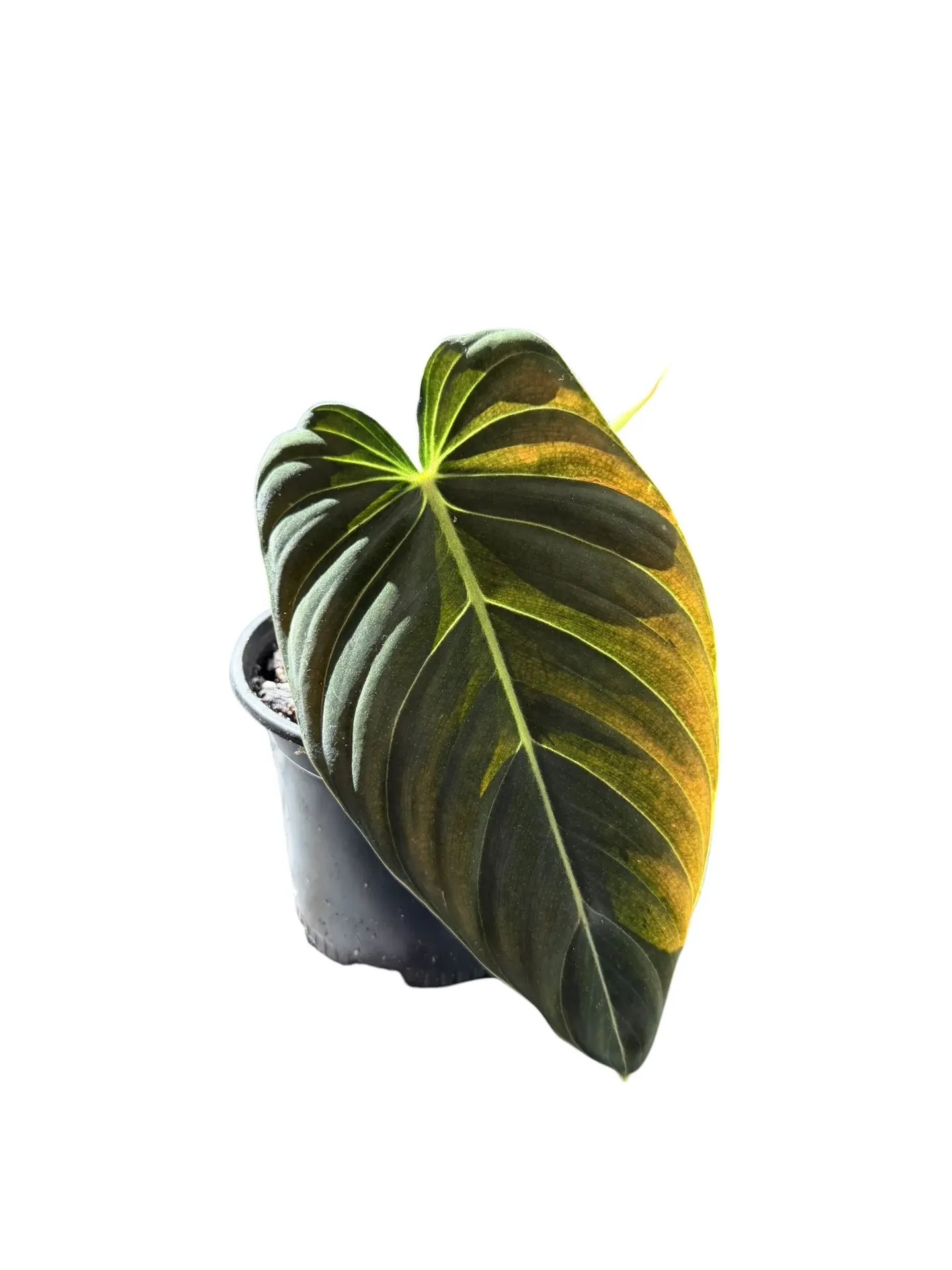 Philodendron Melanochrysum