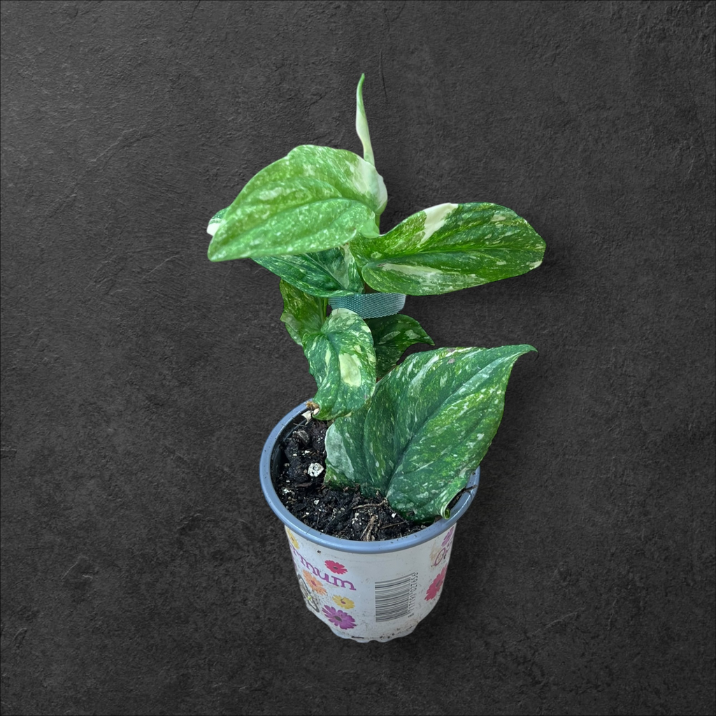 Rhaphidophora Korthalsii Variegata 