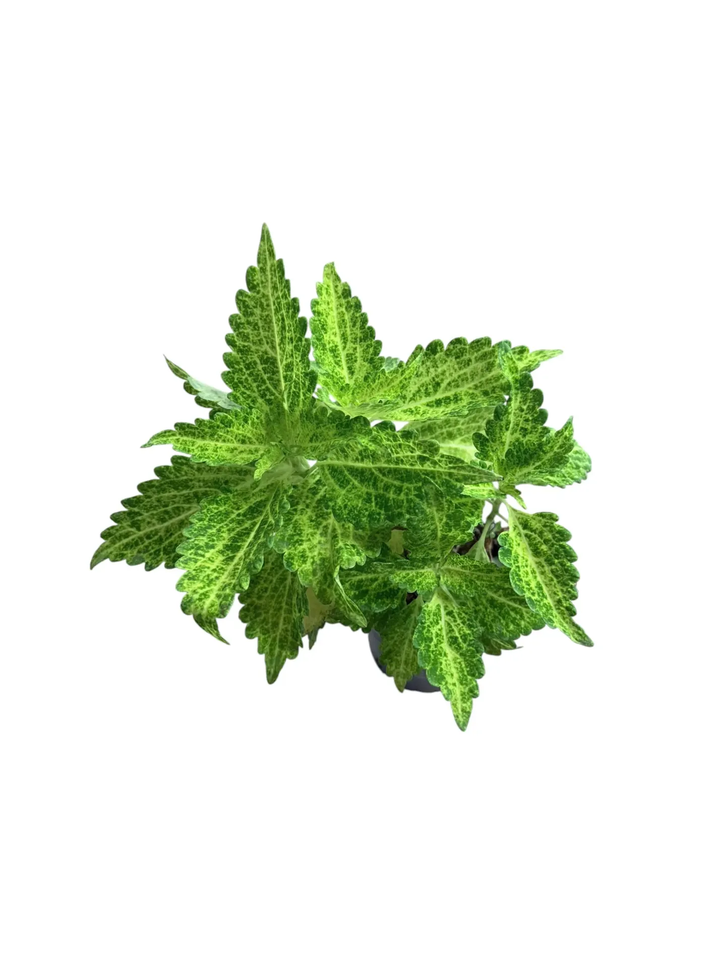 Coleus scutellarioides 'Wasabi' — Pot Ø 10 cm