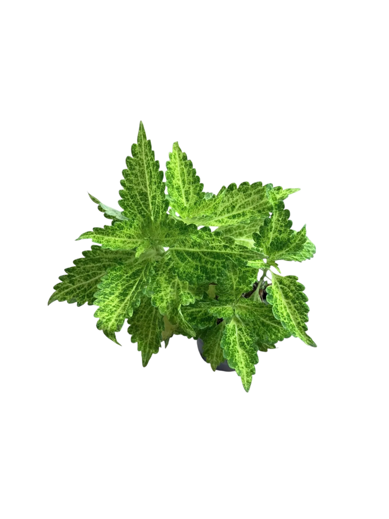 Coleus scutellarioides 'Wasabi' — Pot Ø 10 cm