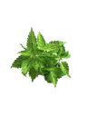 Coleus scutellarioides 'Wasabi' — Pot Ø 10 cm