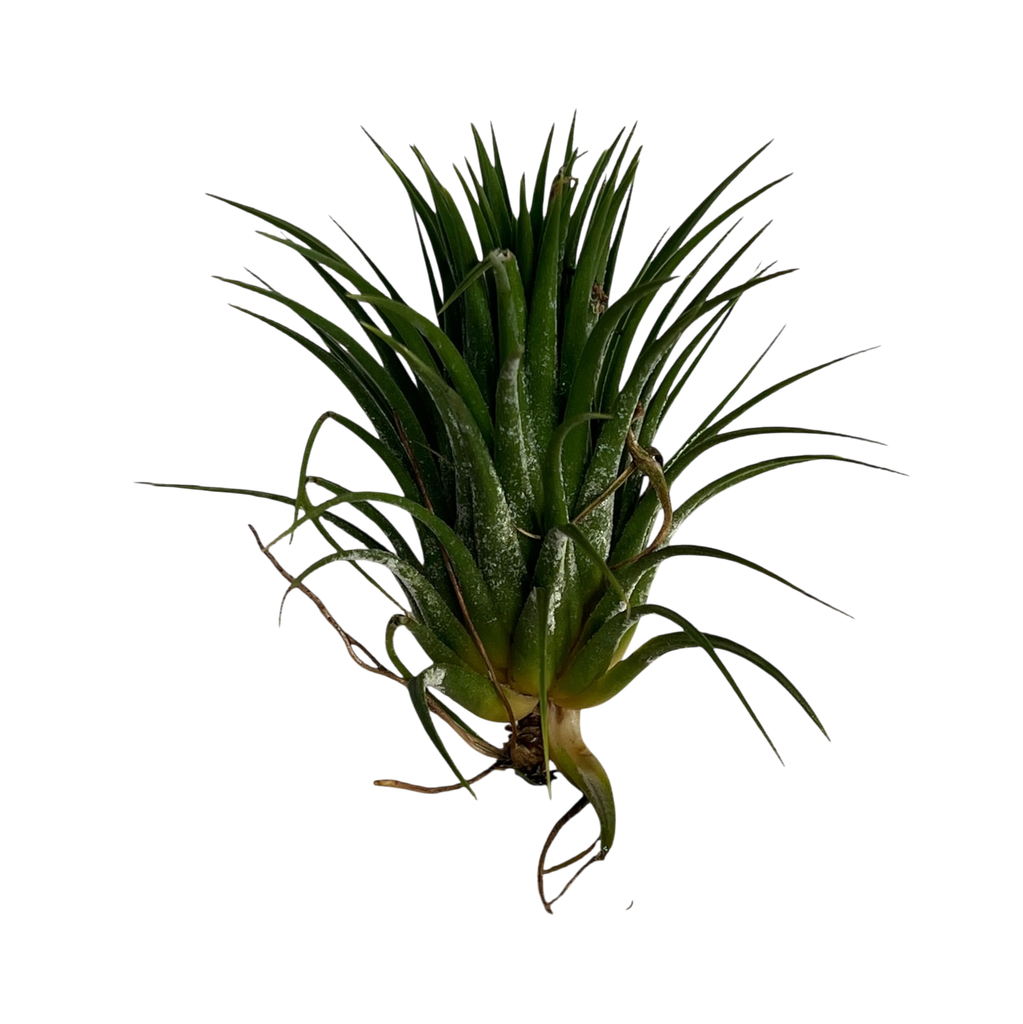 Tillandsia ionantha Hybrid