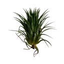 Tillandsia ionantha Hybrid
