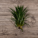 Tillandsia ionantha Hybrid