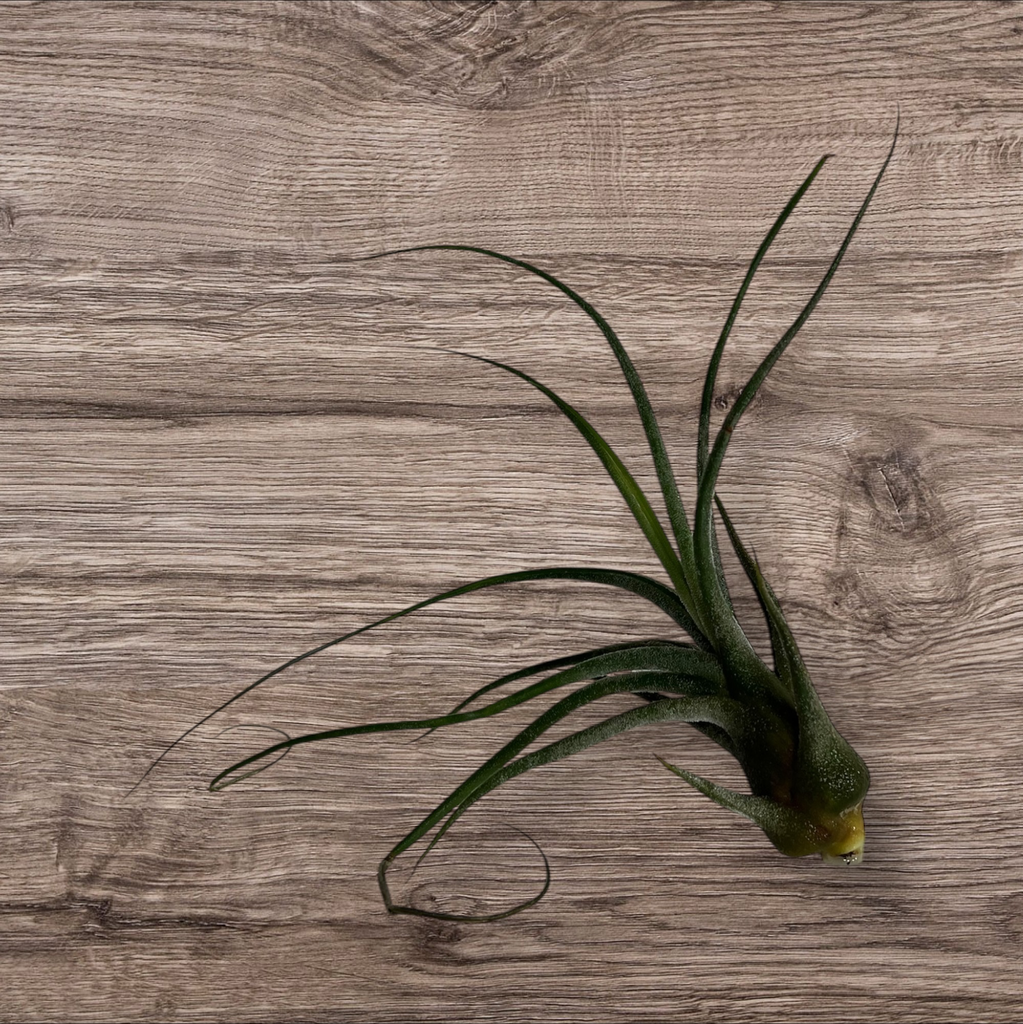 Tillandsia caput-medusae